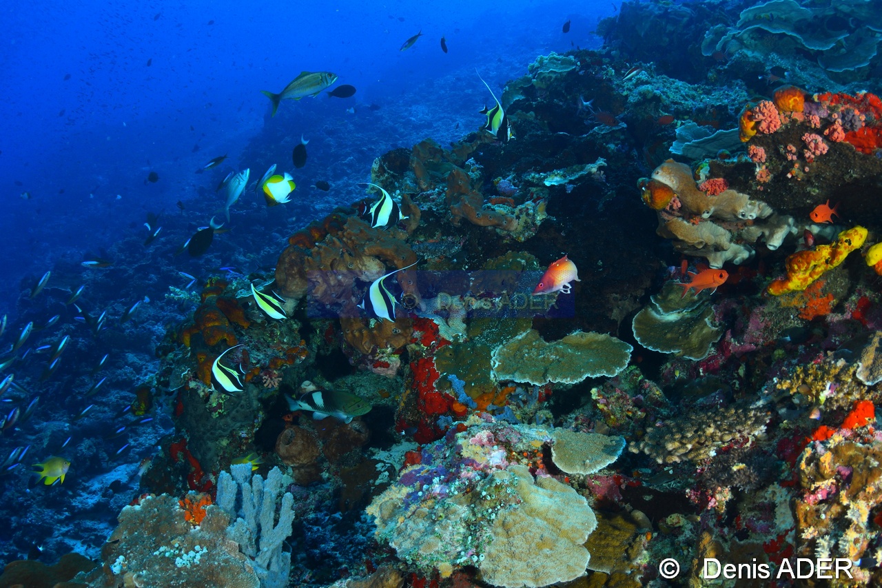 Gracila albomarginata-Bodianus dictynna Ambiance Au large Batuata Island-35m-20180603-Denis-ADER-DSC_3648_tn.jpg